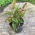 Pteris aspericaulis fern (Tricolor)